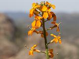 Pinnacles NM 010